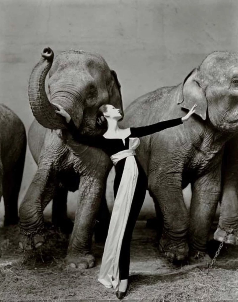 Richard Avedon’s “Dovima with Elephants” (1955)