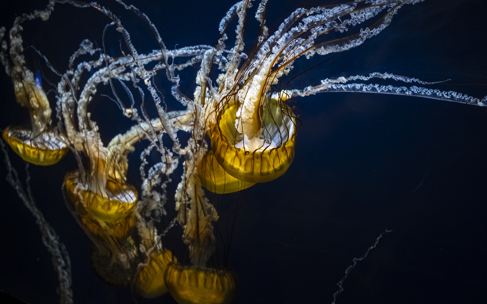 Joanna Jia Couture | "Water of Life" Collection | Aquarium of the Bay | Paul Tocatlian | Kisau Photography