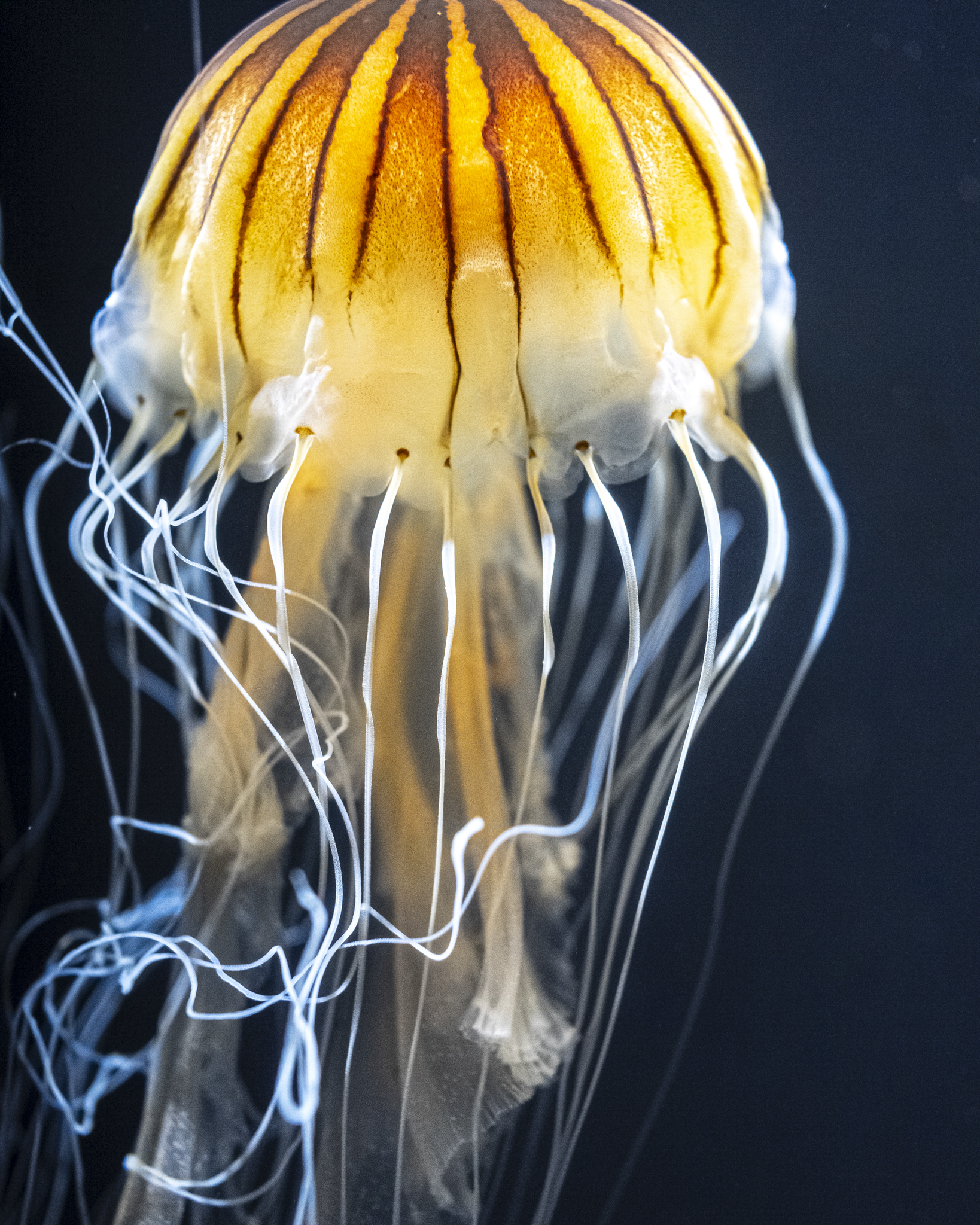 Joanna Jia Couture | "Water of Life" Collection | Aquarium of the Bay | Paul Tocatlian | Kisau Photography