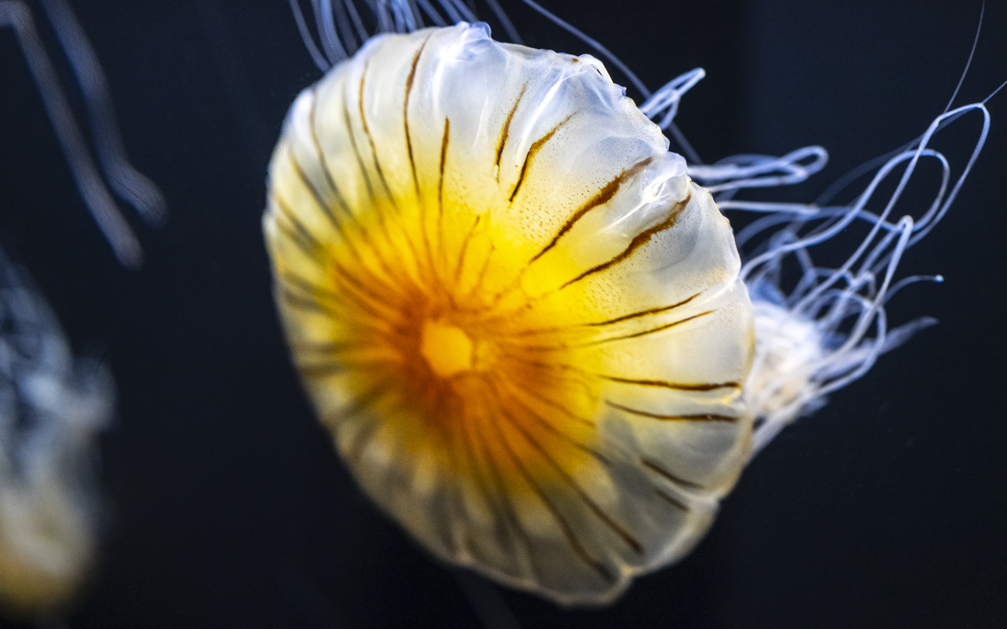 Joanna Jia Couture | "Water of Life" Collection | Aquarium of the Bay | Paul Tocatlian | Kisau Photography