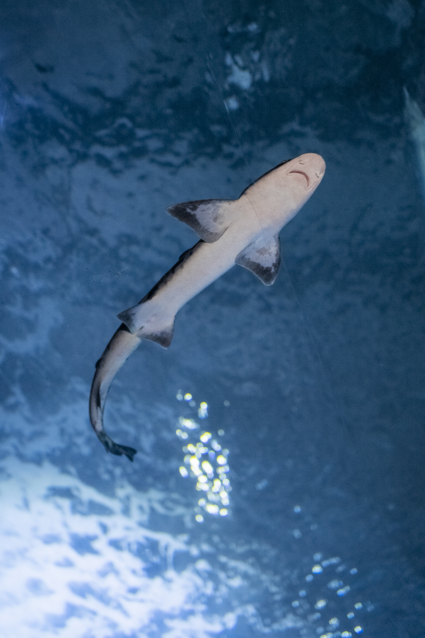Joanna Jia Couture | "Water of Life" Collection | Aquarium of the Bay | Paul Tocatlian | Kisau Photography