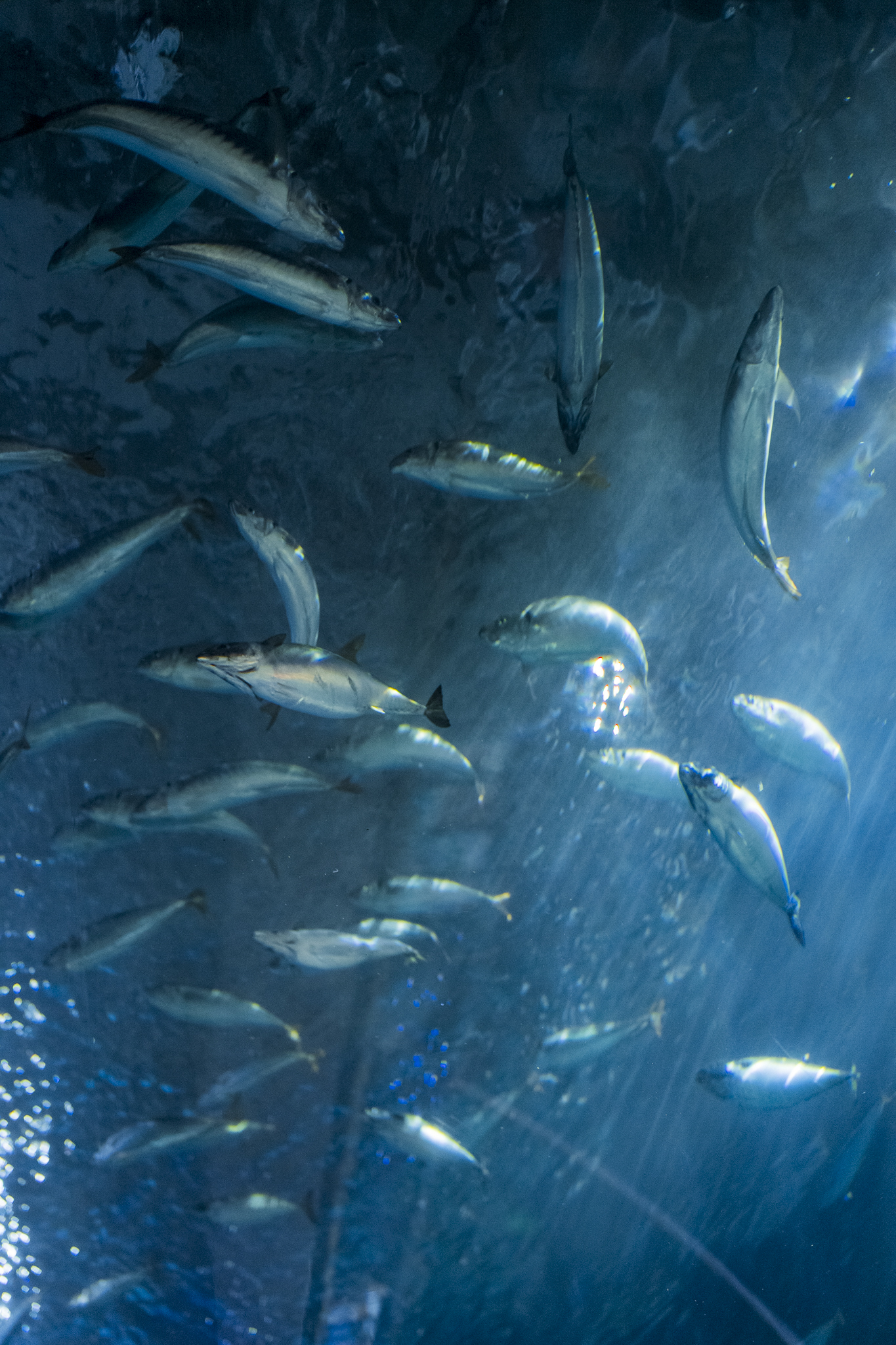 Joanna Jia Couture | "Water of Life" Collection | Aquarium of the Bay | Paul Tocatlian | Kisau Photography