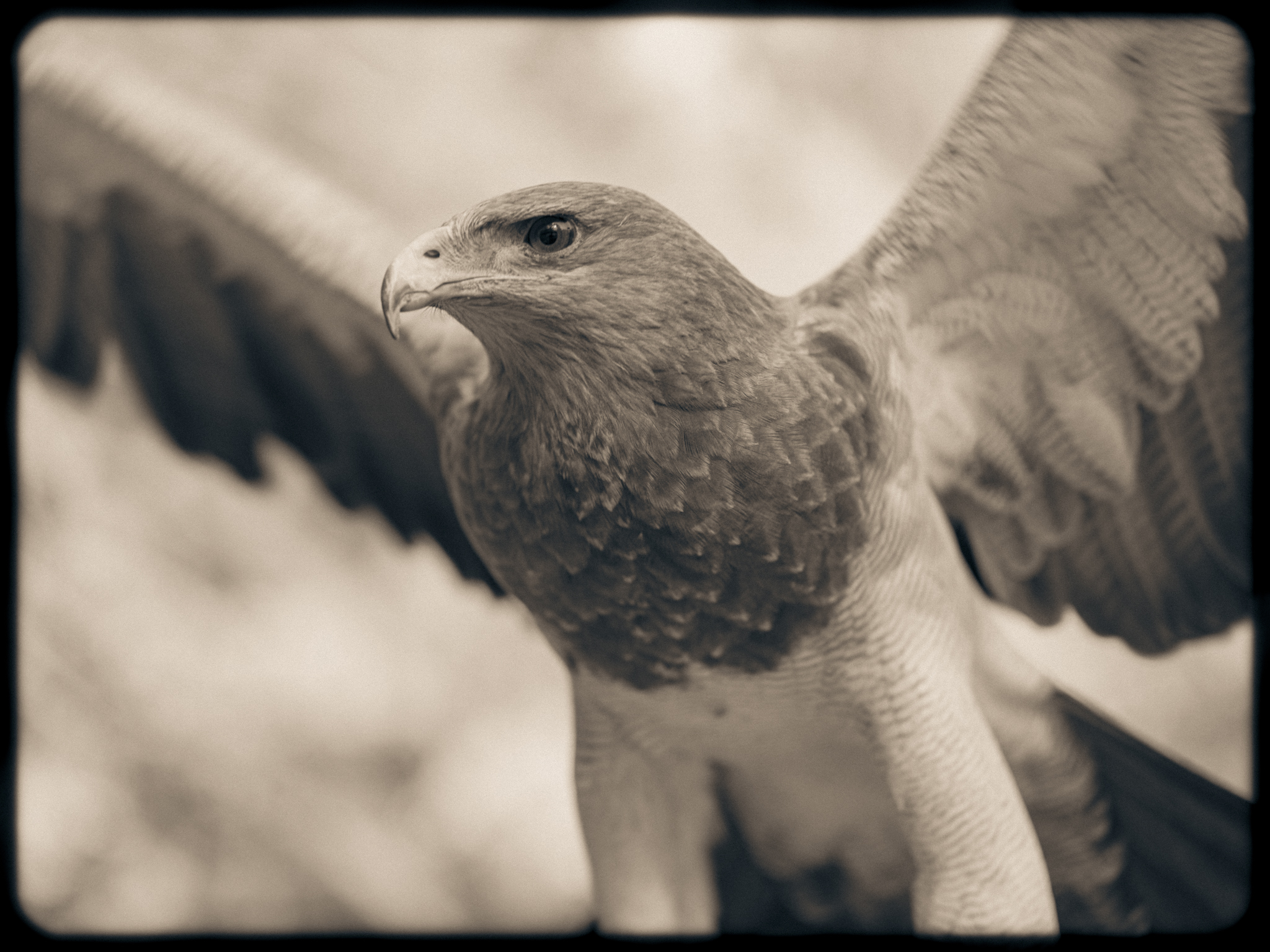 Samurai | Raptor | Japan | Kisau Photography