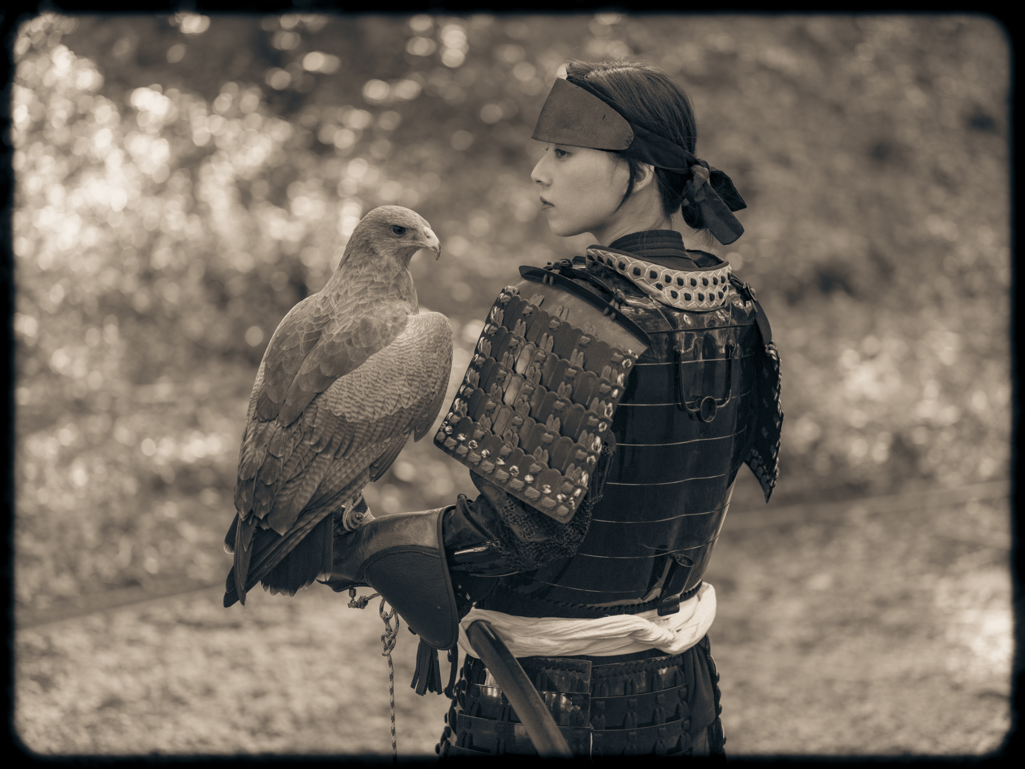 Samurai | Raptor | Japan | Kisau Photography